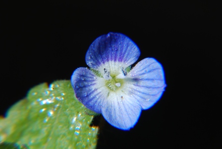 Un dubbio improvviso - Veronica cfr. persica